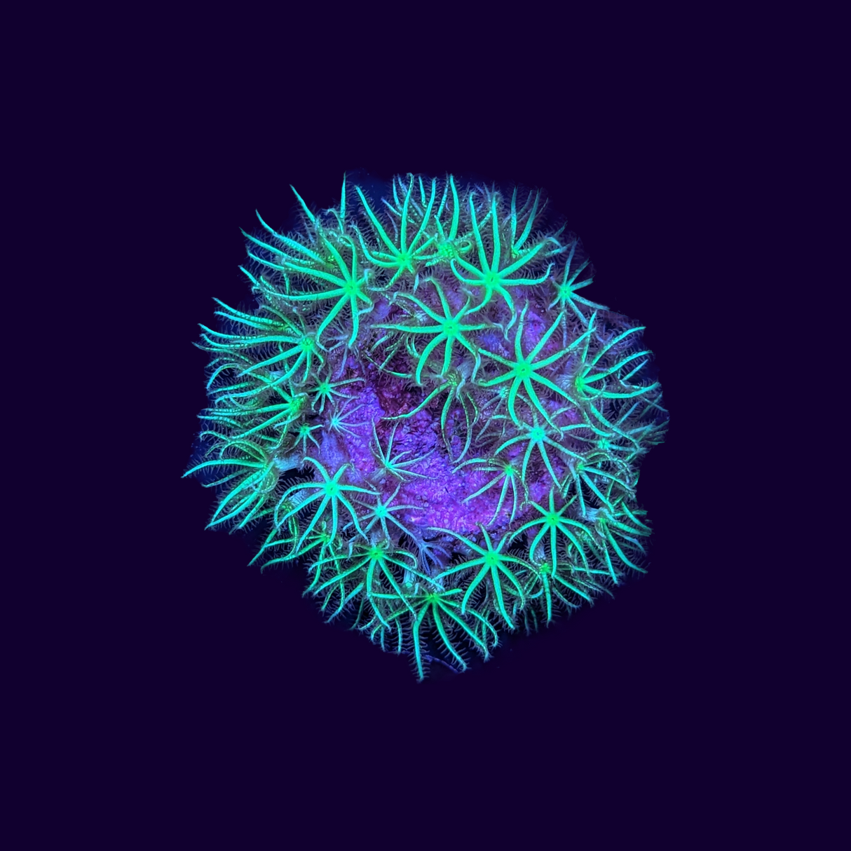 Green Star Polyp Frag