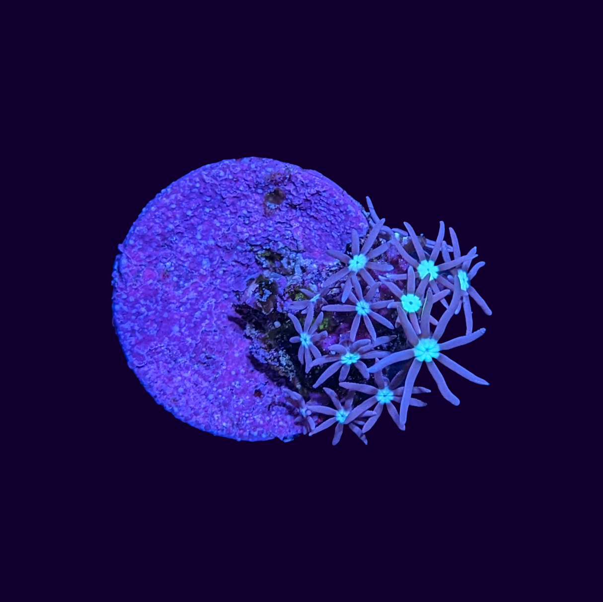 Purple Star Polyp Frag