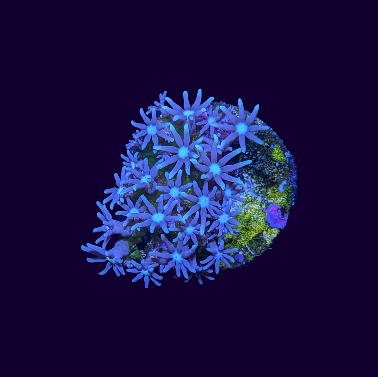 Green Star Polyp Frag