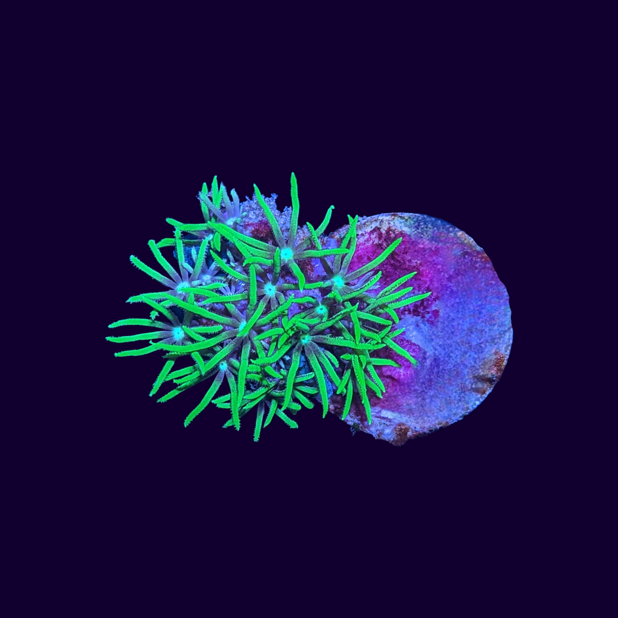 Green Star Polyp Frag