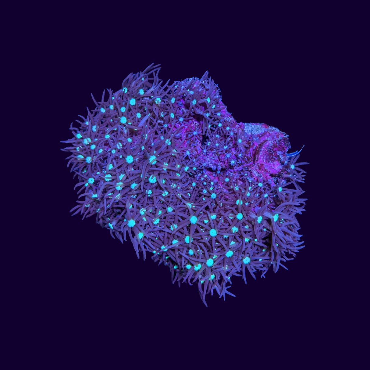 Green Star Polyp Colony