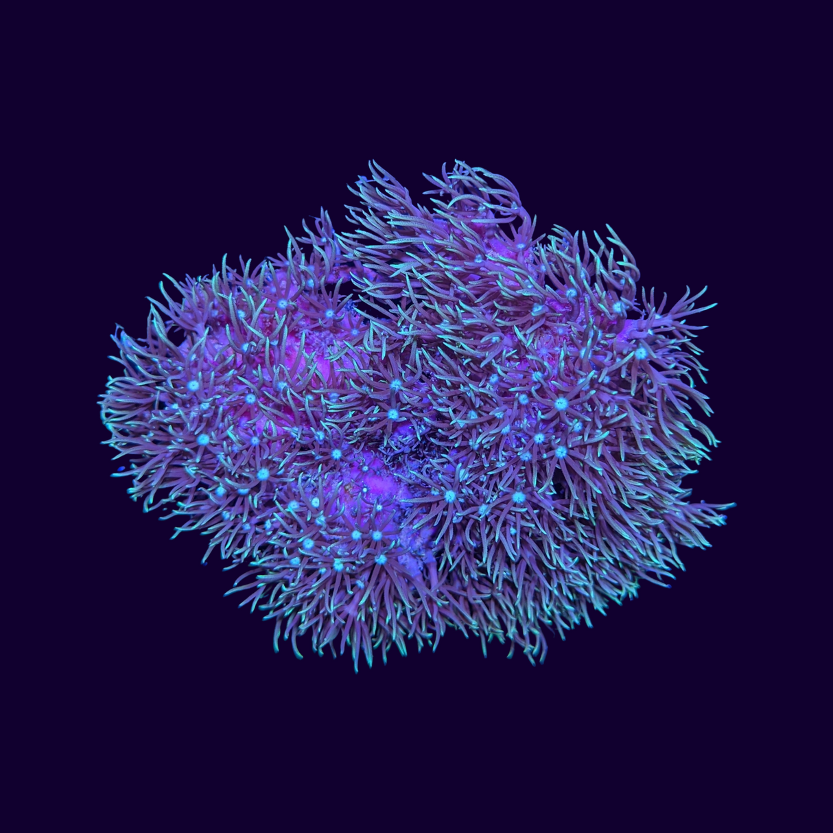 Green Star Polyp Mini Colony