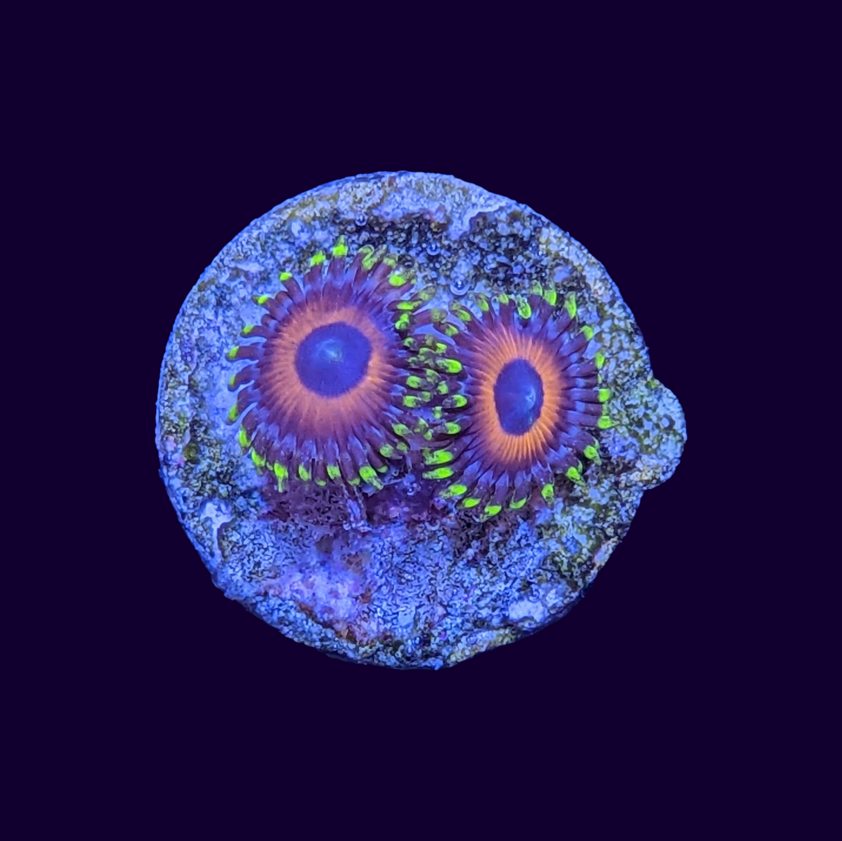 Eagle Eyes Zoa Frag