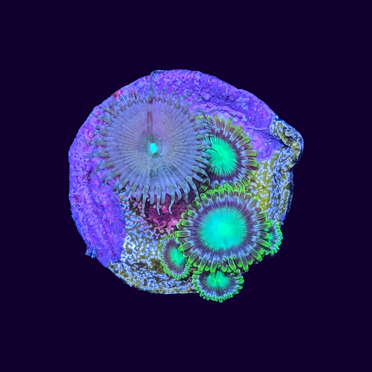 Green Paly & Radioactive Dragons Eye mix Zoa Frag (UK Grown)