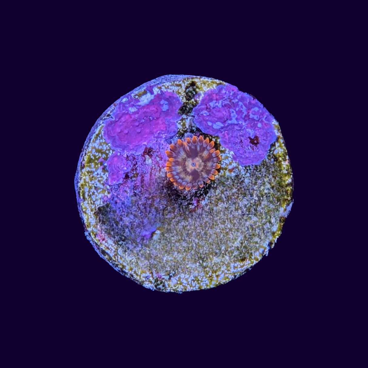 Zoa Frag