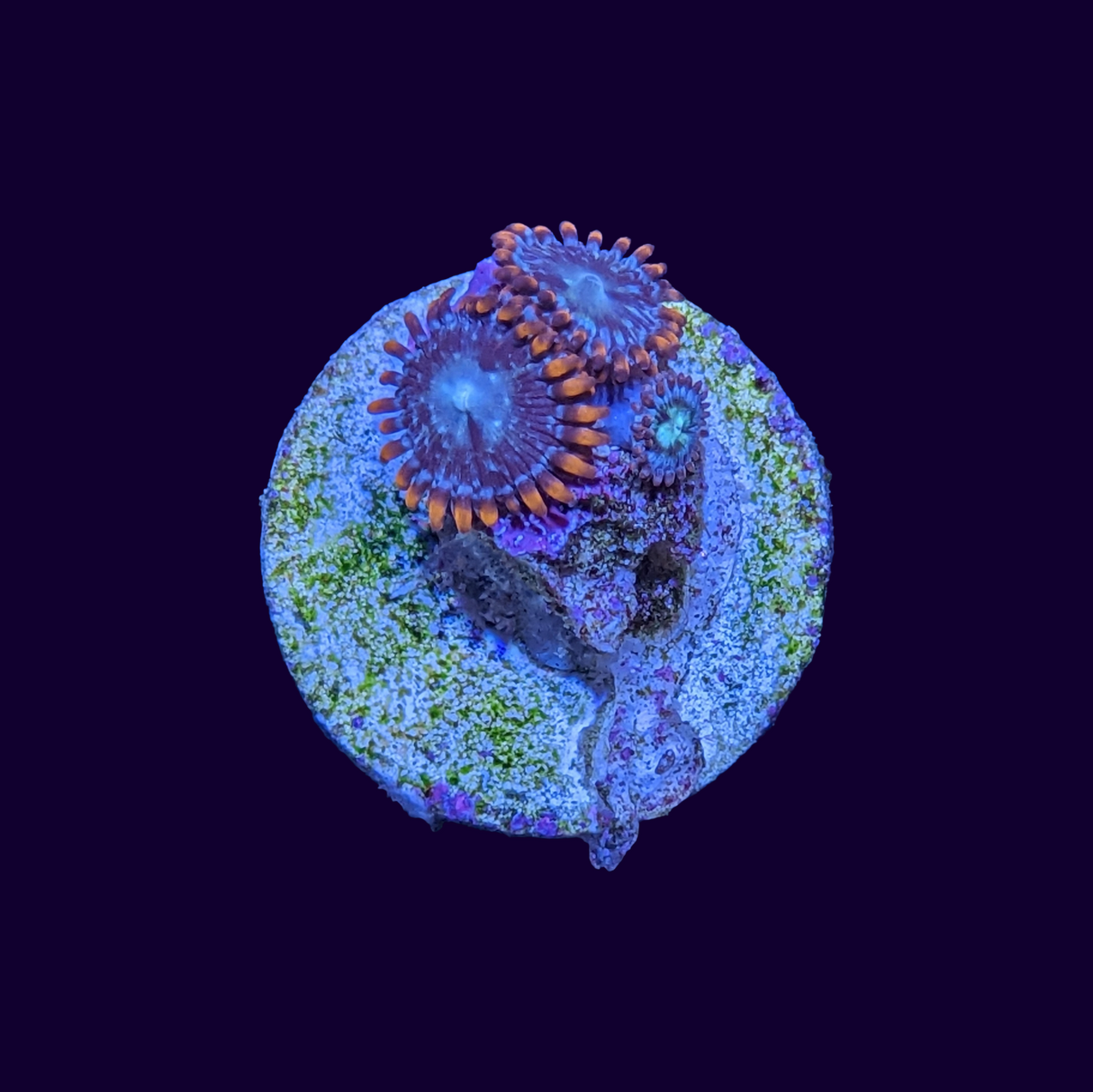 Zoa Frag