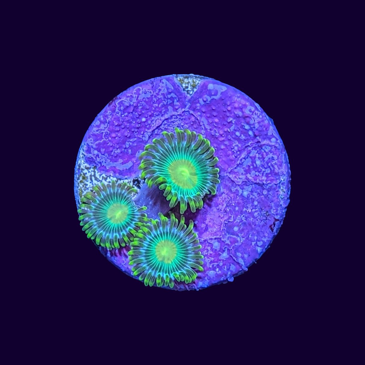 John Deere Zoa Frag