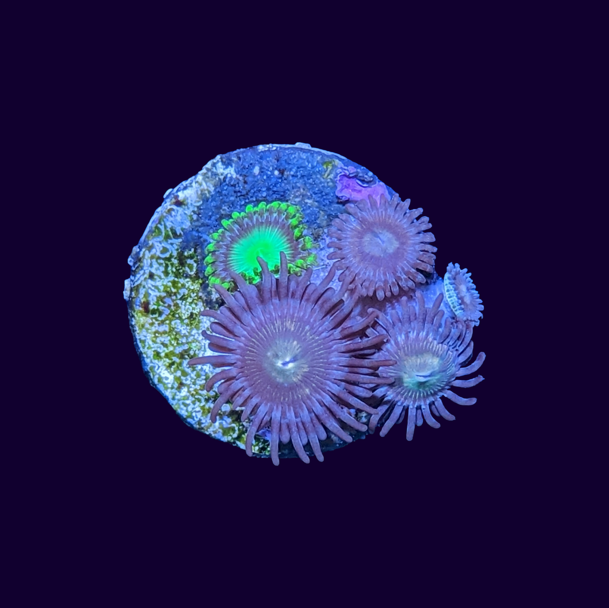 Mixed Zoa Frag