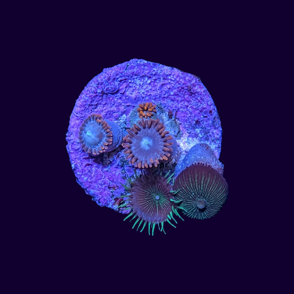 Mixed Zoa Frag
