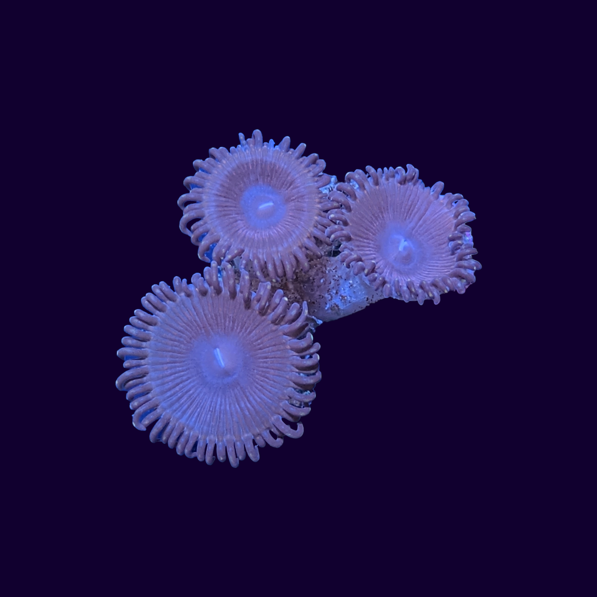 Zoa Frag
