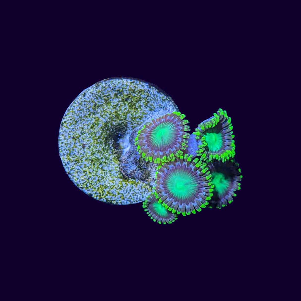 Radioactive Dragons Eye Zoa Frag