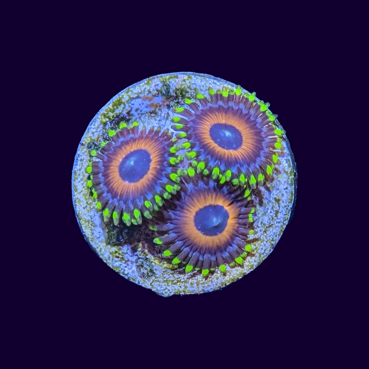 Eagle Eyes Zoa Frag