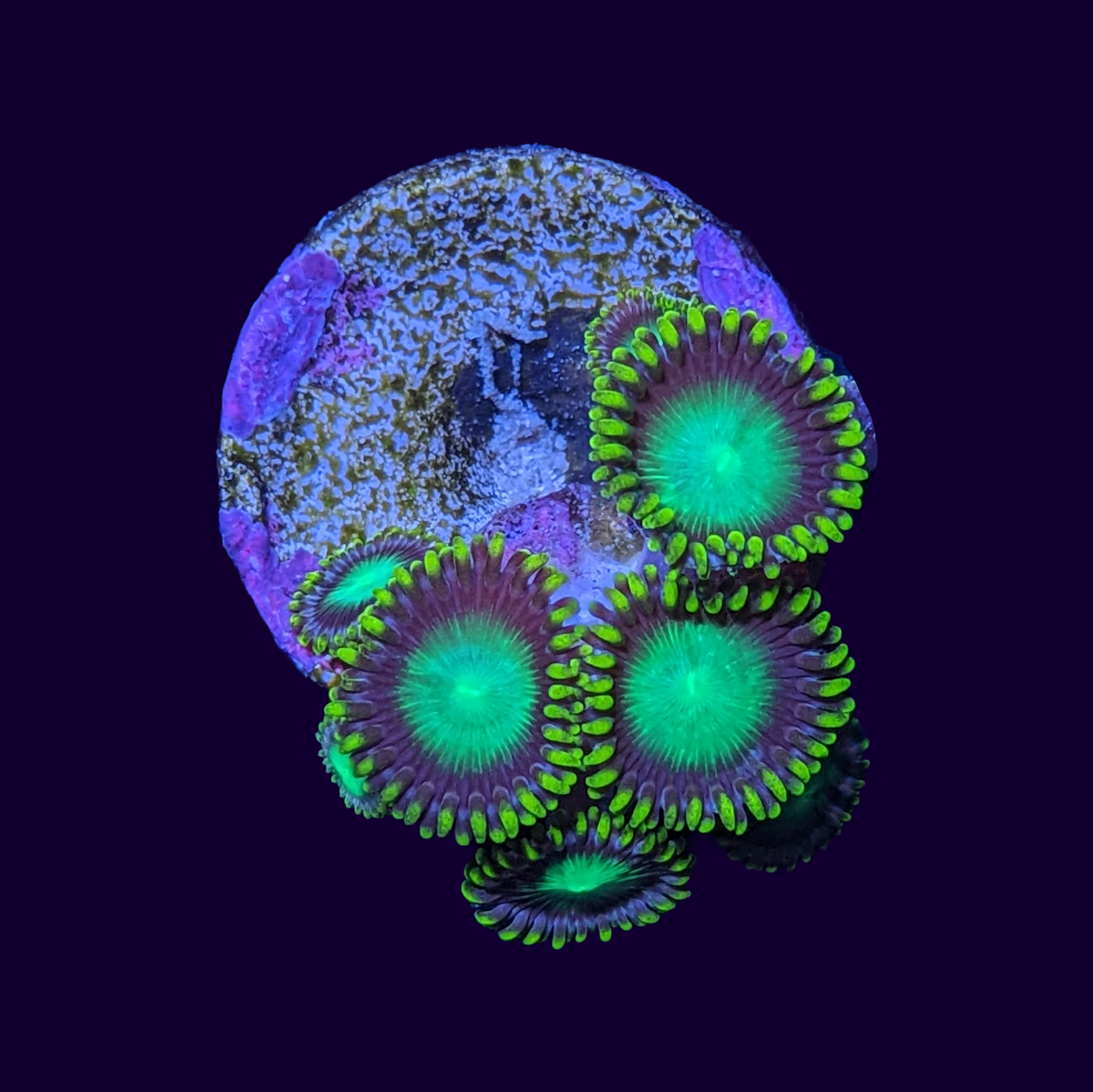 Radioactive Dragons Eye Zoa Frag