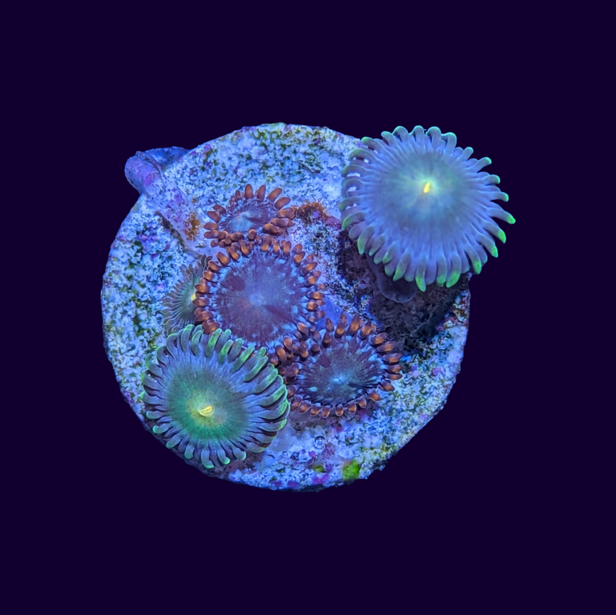 Mixed Zoa Frag
