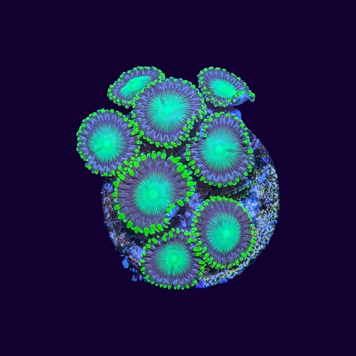 Radioactive Dragons Eye Zoa Frag