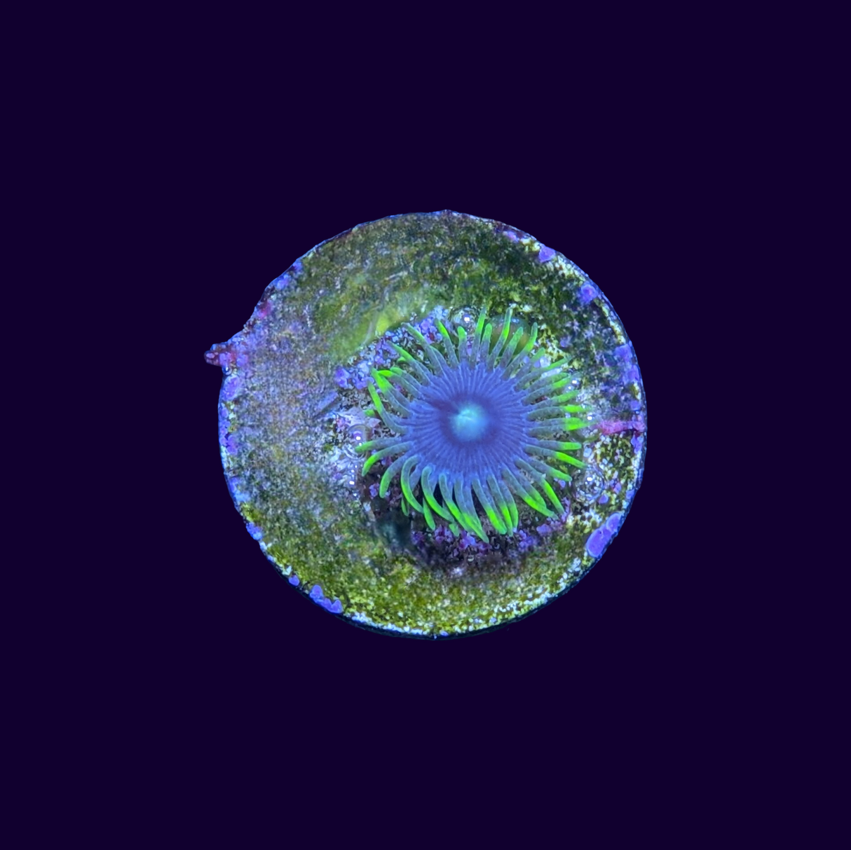Blueberry Pie Zoa Frag