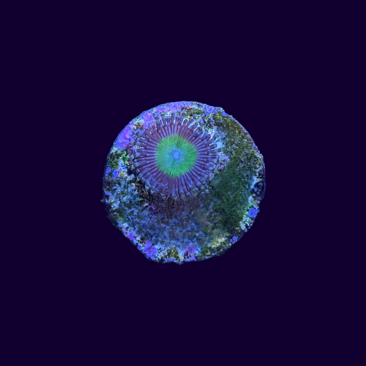 Candy Apple Zoa Frag