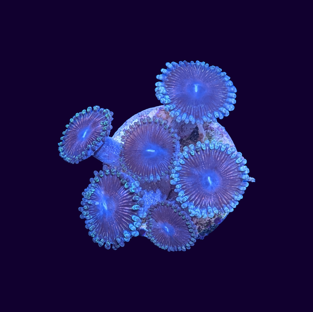 Zoa Frag