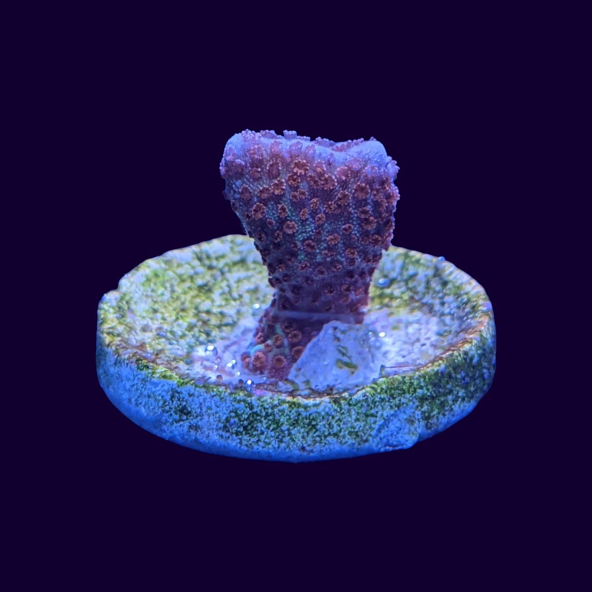 Forest of Fire Montipora digitata (UK Grown)