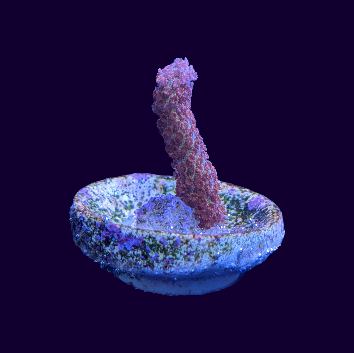 Forest of Fire Montipora digitata (UK Grown)