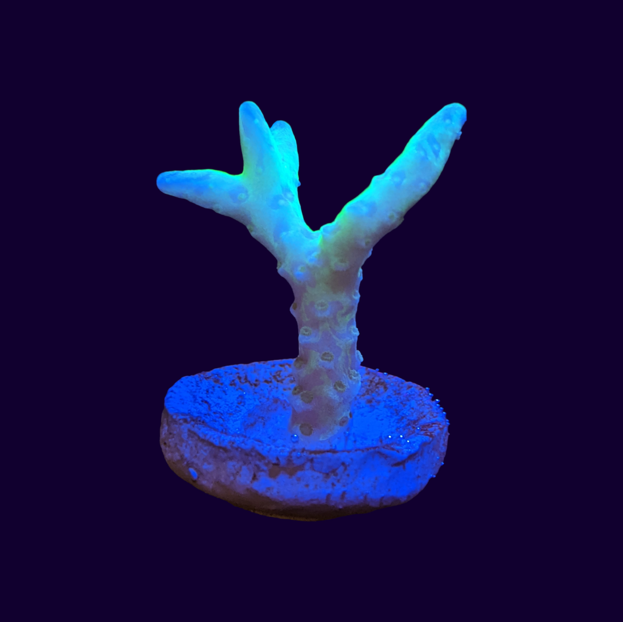 Electric Lemonade Anacropora Frag (UK Grown)