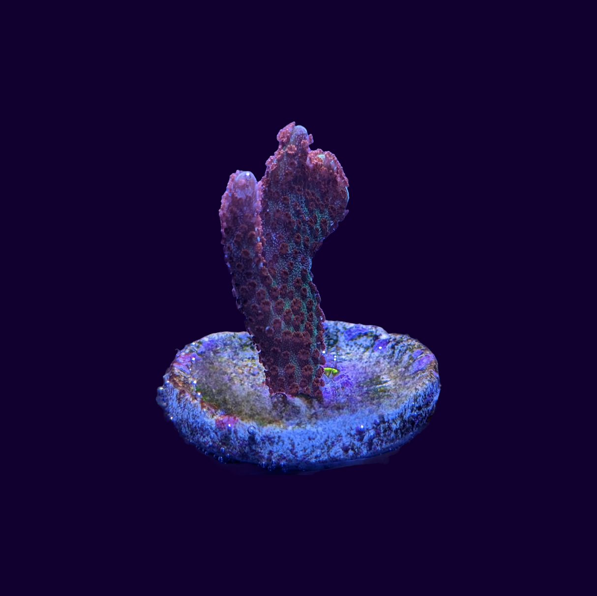 Forest of Fire Montipora digitata (UK Grown)