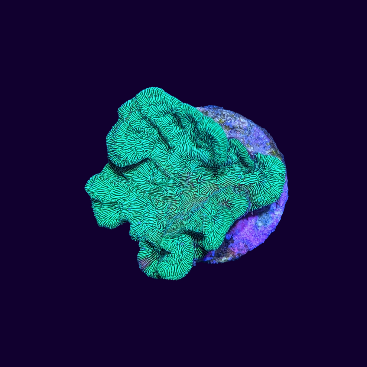 Metallic Green Pavona (UK Grown)