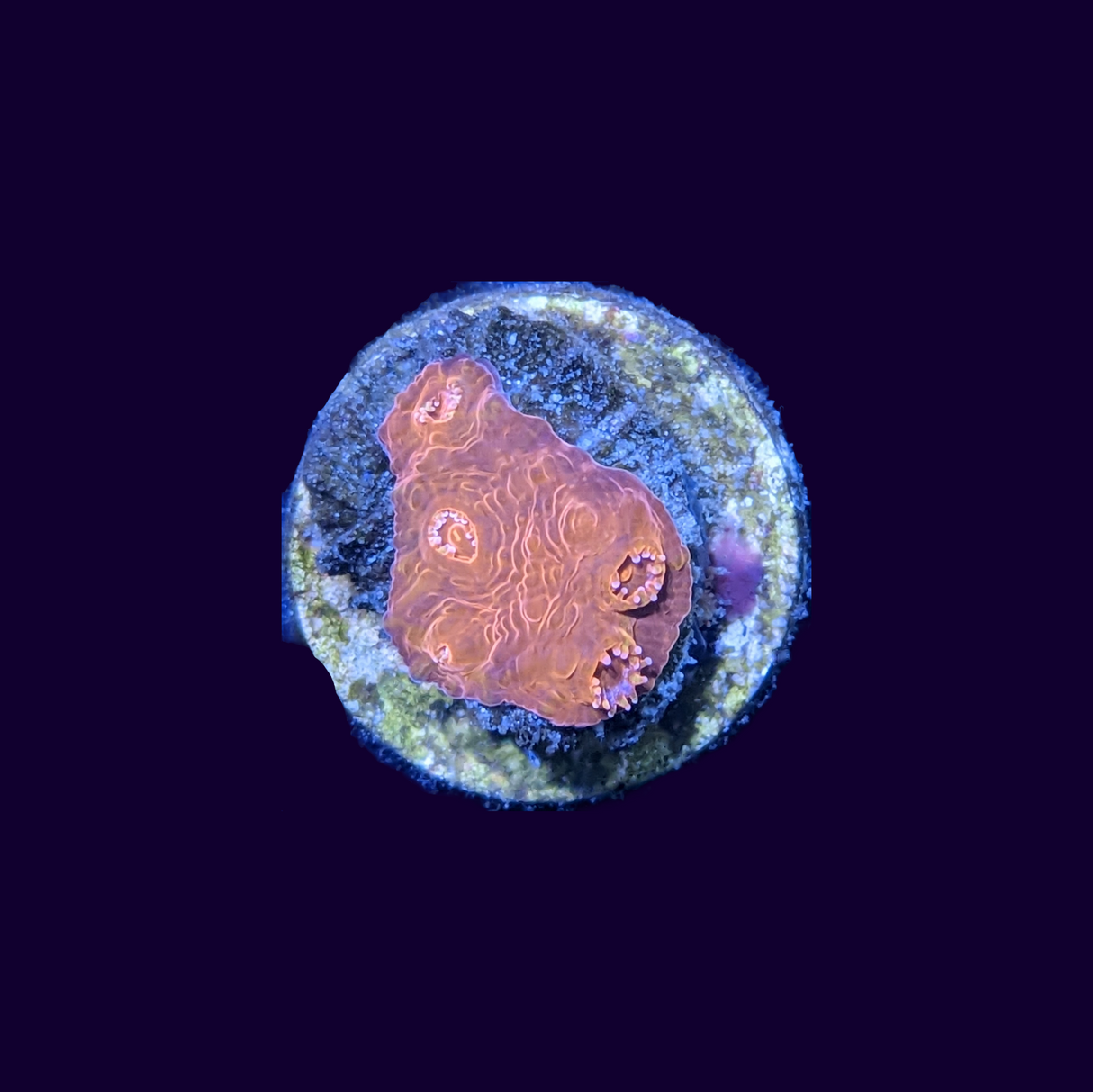 Lava Chalice (UK Grown)