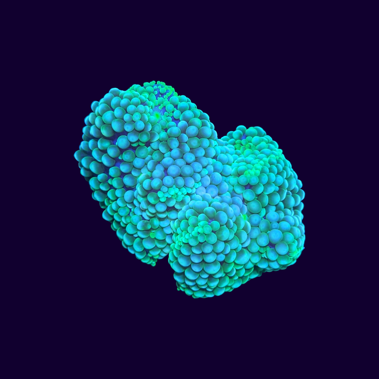 Florida Ricordea Mushroom