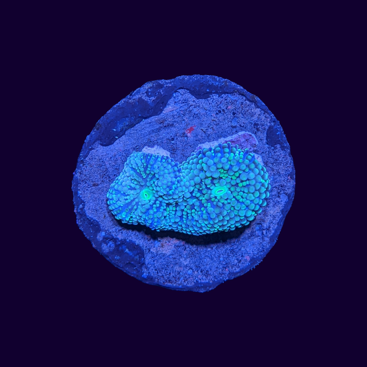 Florida Ricordea Mushroom