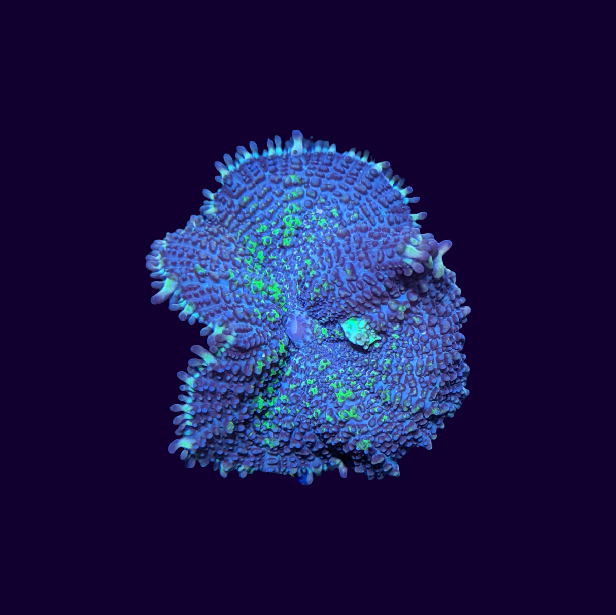 Green Flex Rhodactis Mushroom