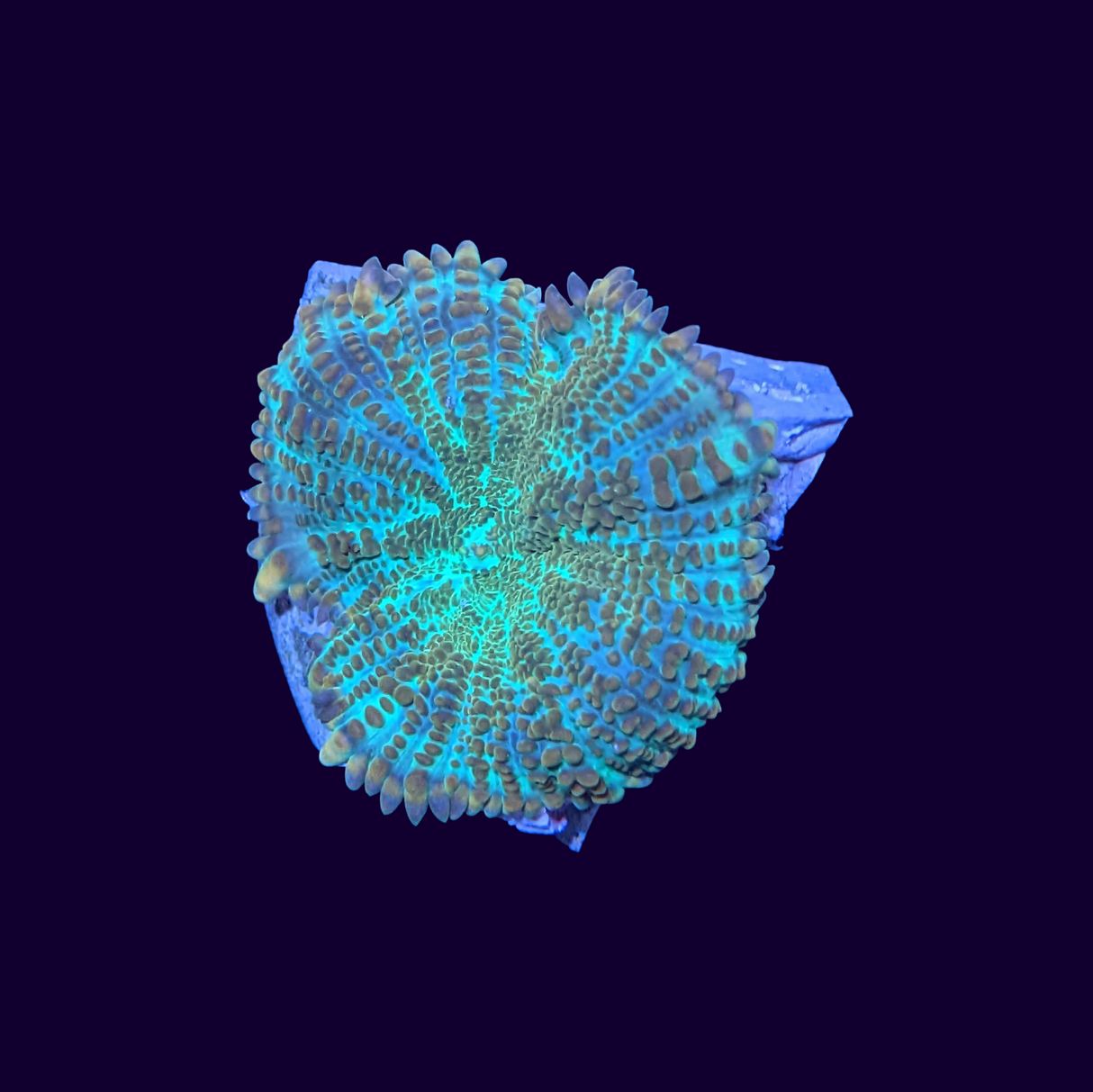 Australian Orange Rhodactis Mushroom