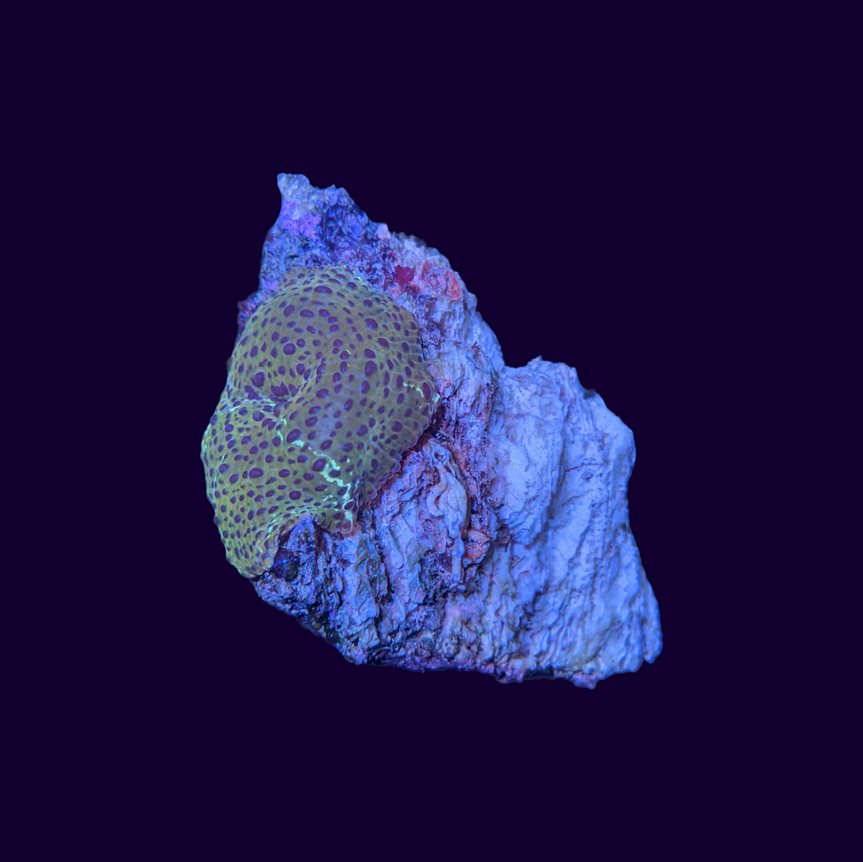 Passionfruit Mushroom