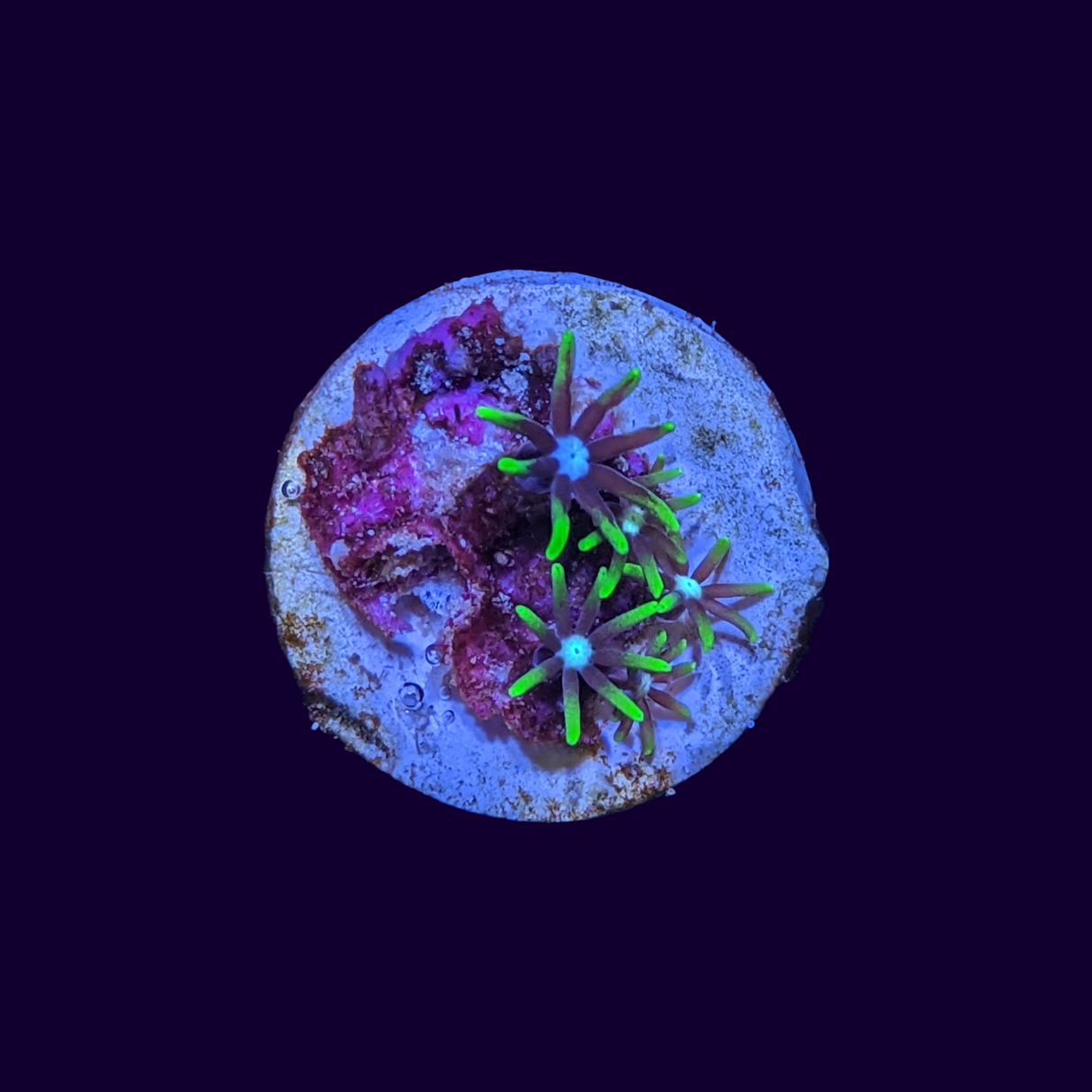 Green Star Polyp Frag