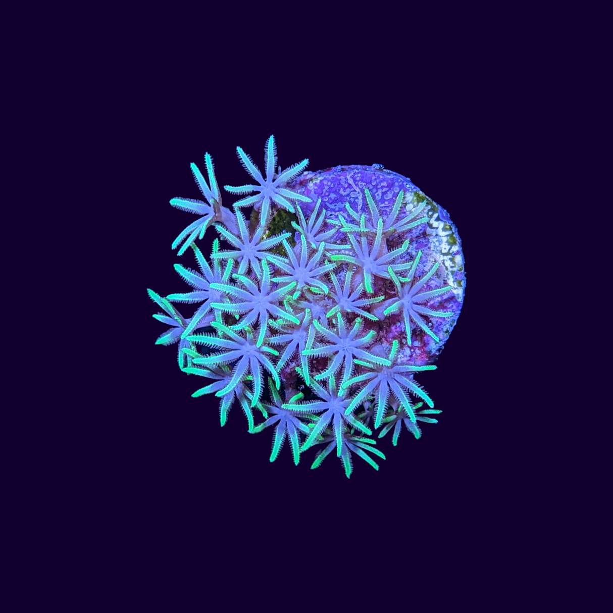 Green Star Polyp Frag