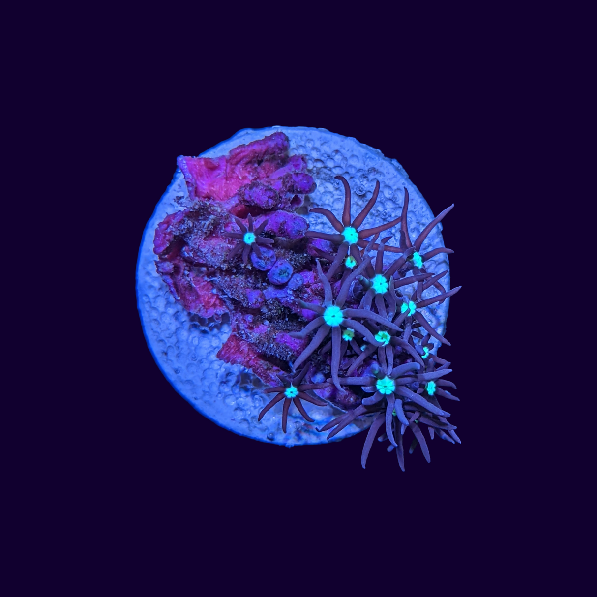 Green Star Polyp Frag