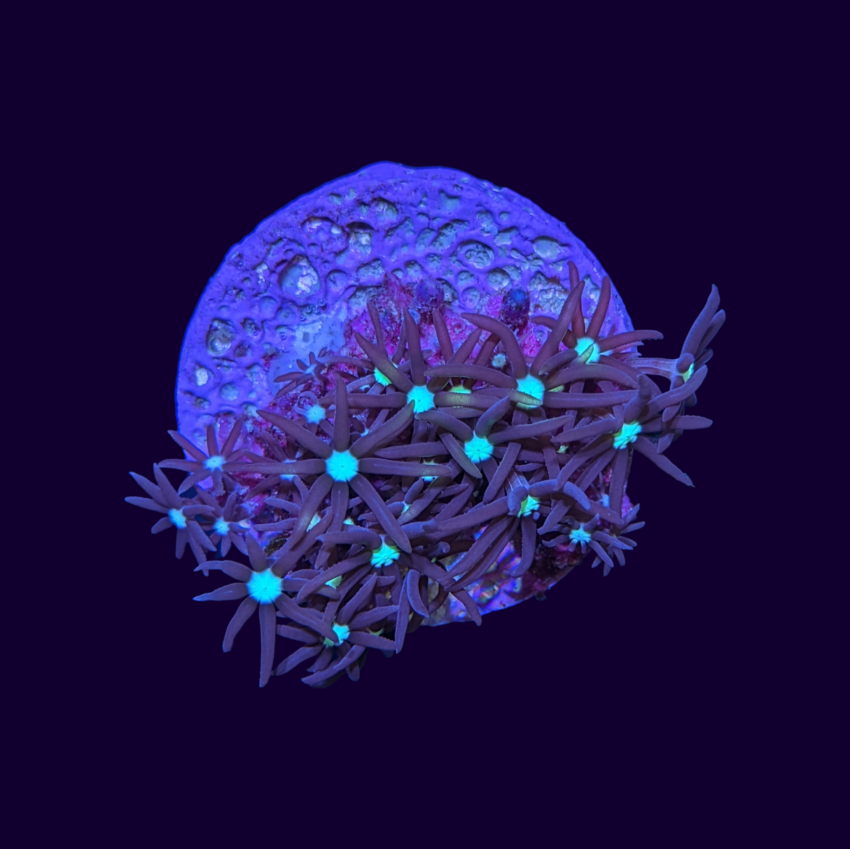 Green Star Polyp Frag