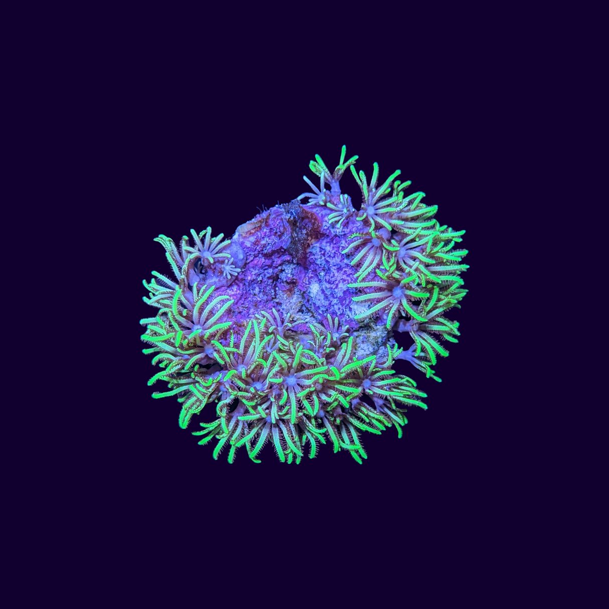 Green Star Polyp Frag