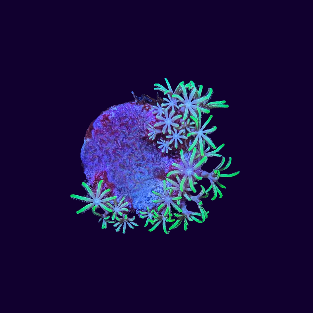 Green Star Polyp Frag