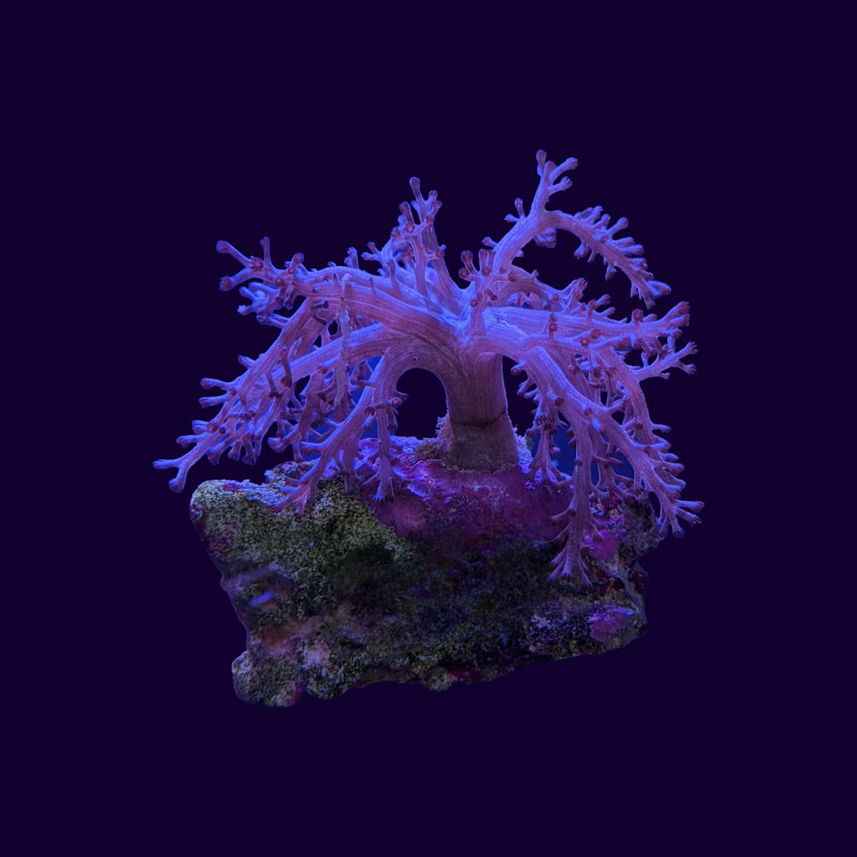 Kenya Tree (UK Grown)