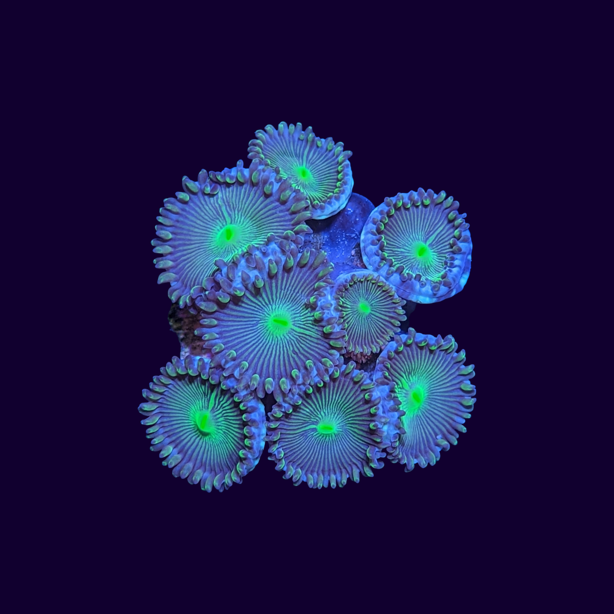 Green People Eater Zoa
