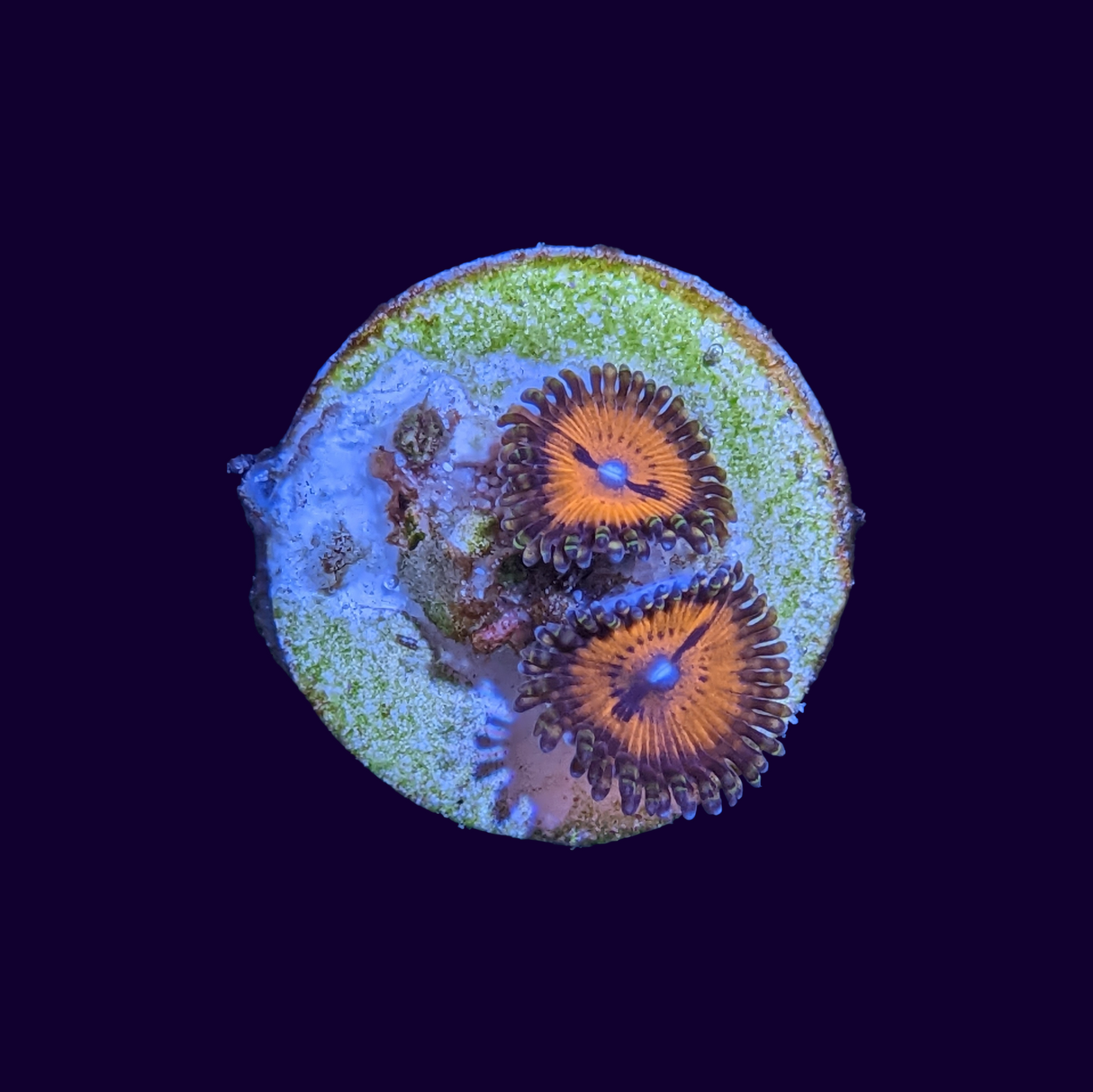 Bloodsucker Zoa