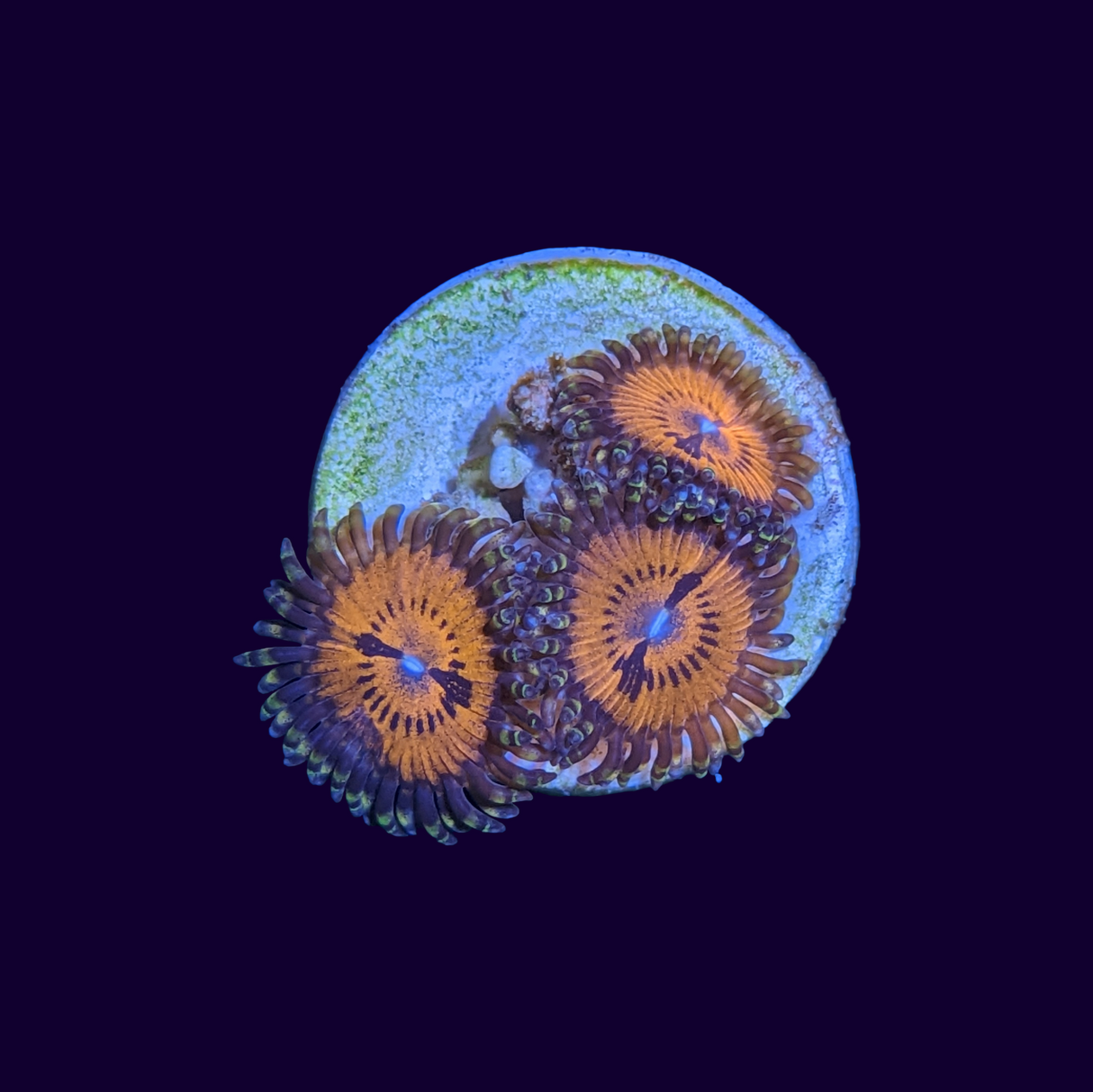 Bloodsucker Zoa