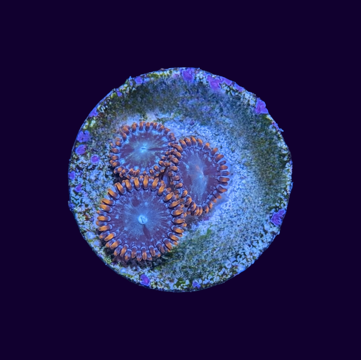 Zoa Frag