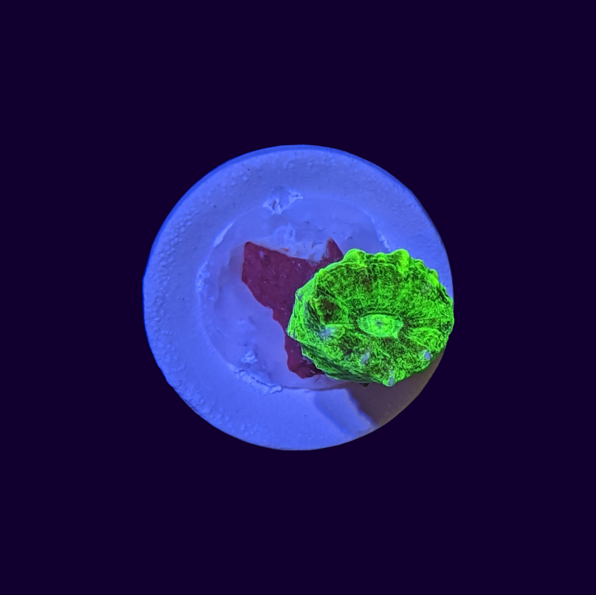 Neon Green Candy Cane