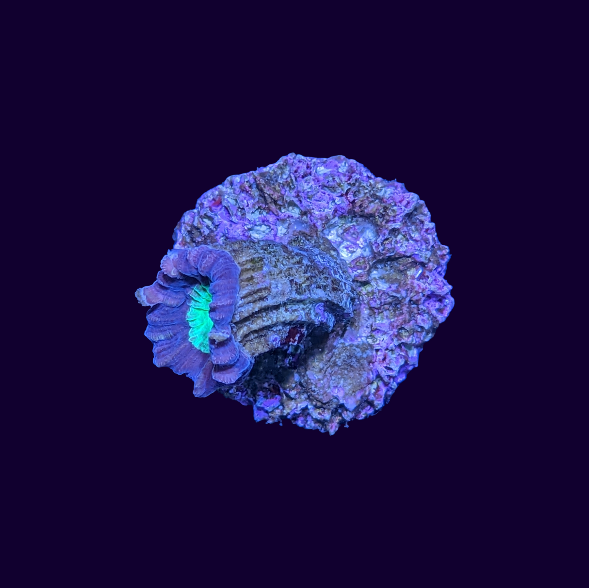 Green Pinwheel Candy Cane