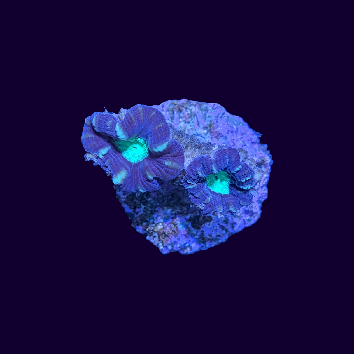 Green Pinwheel Candy Cane