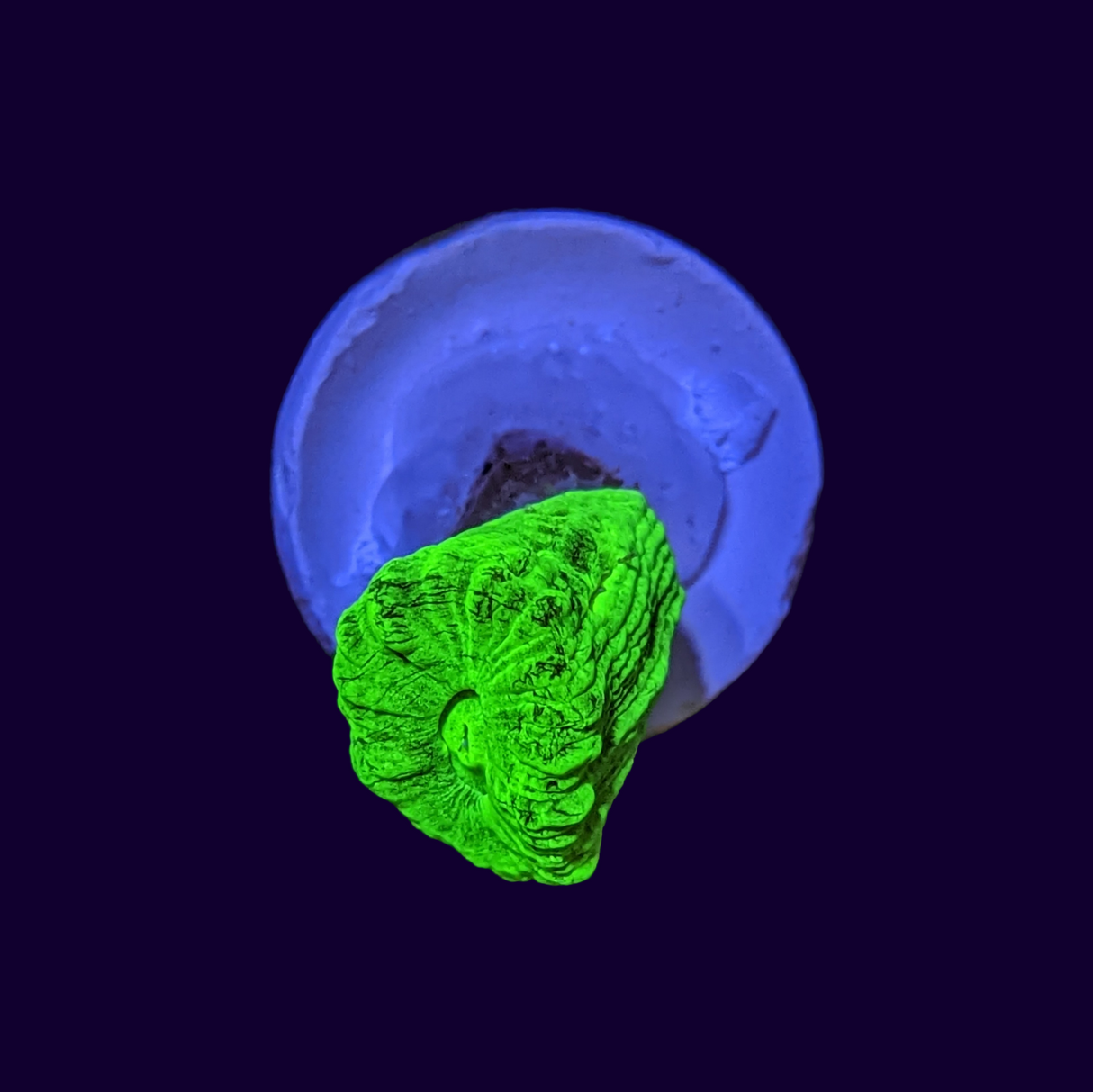 Neon Green Candy Cane