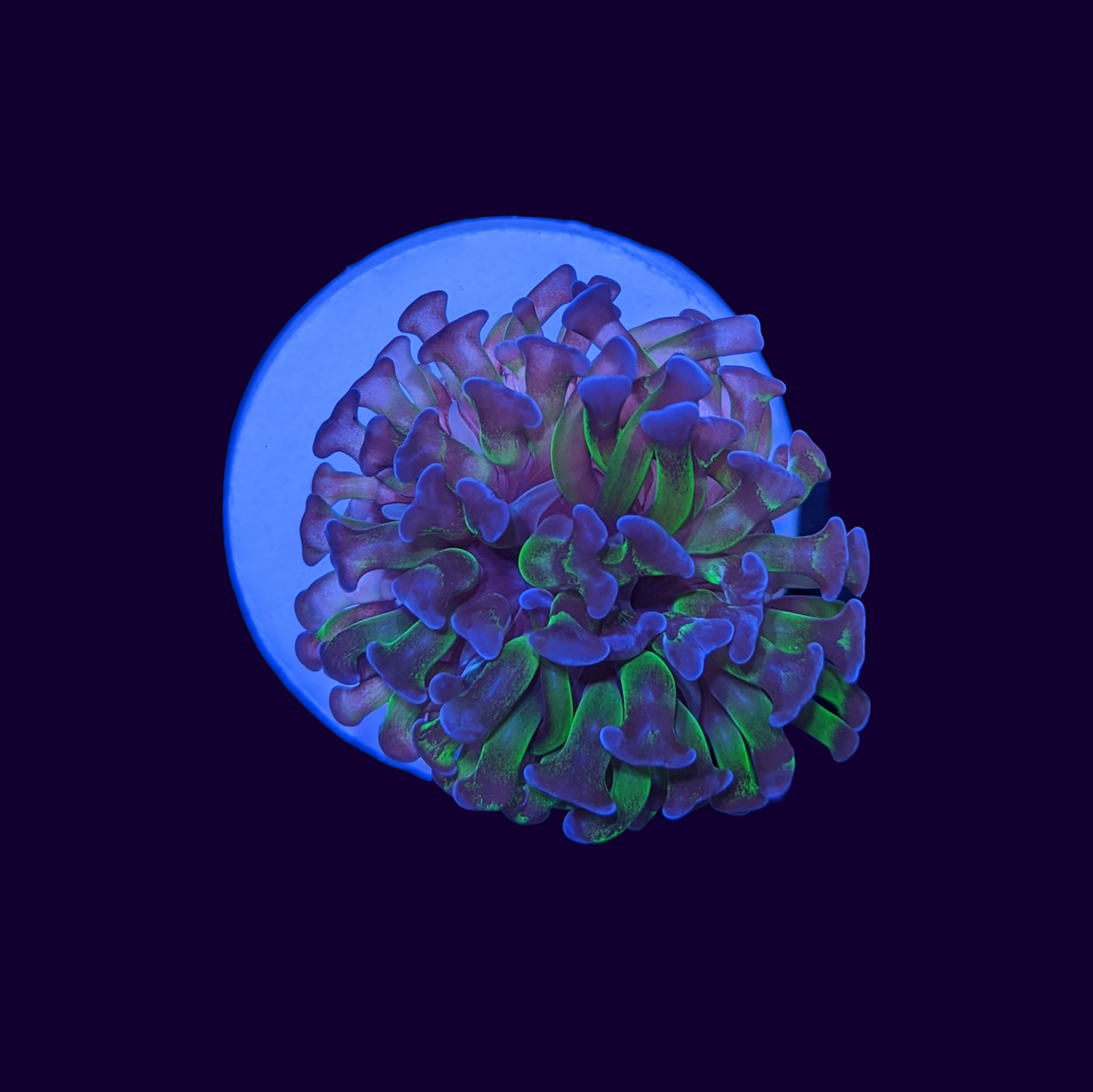 1 Head Hammer Frag (UK Grown)