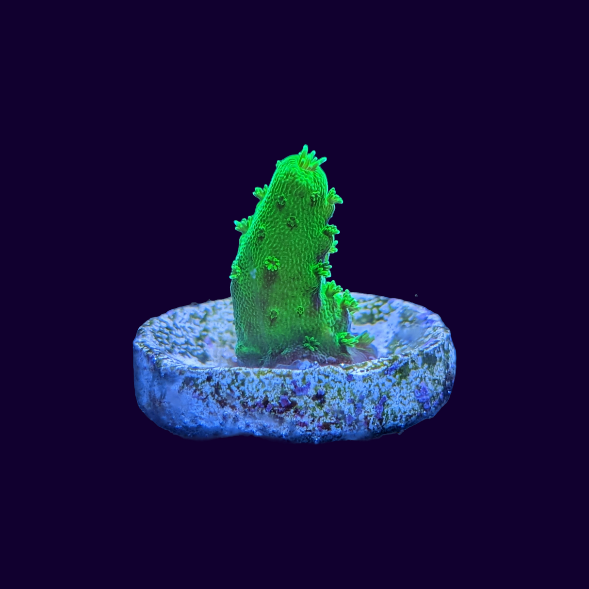 Acropora Frag (UK Grown)